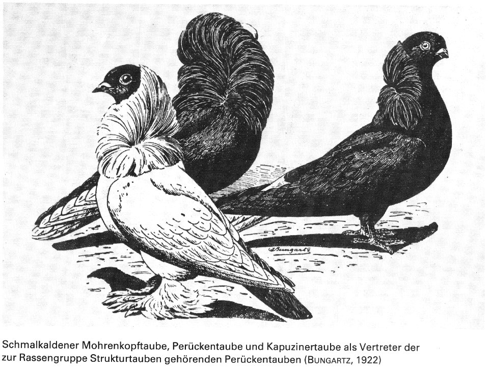 Die Taube, 1984, 0016