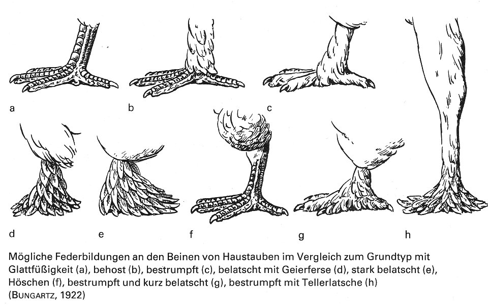 Die Taube, 1984, 0011