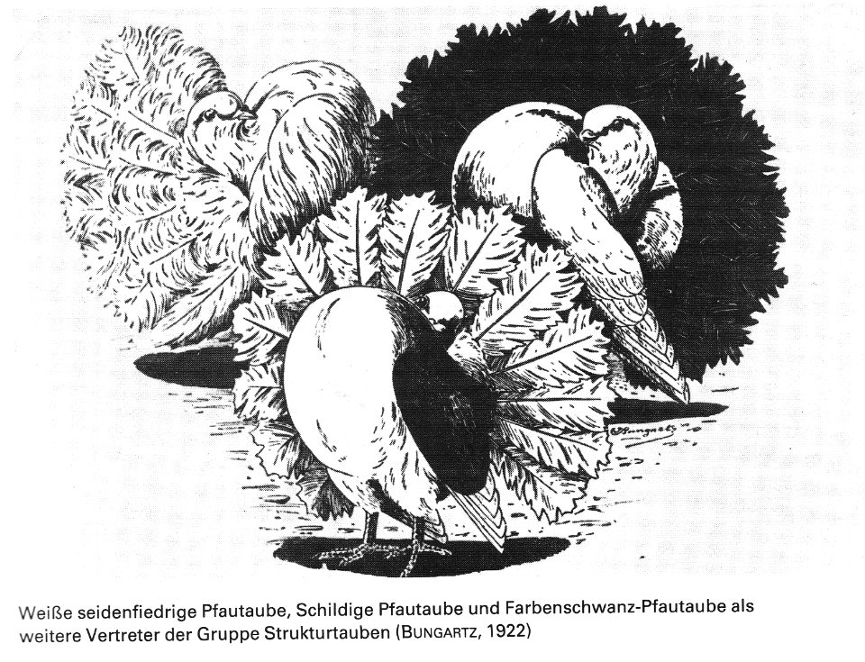 Die Taube, 1984, 0022