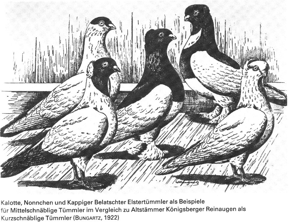 Die Taube, 1984, 0008