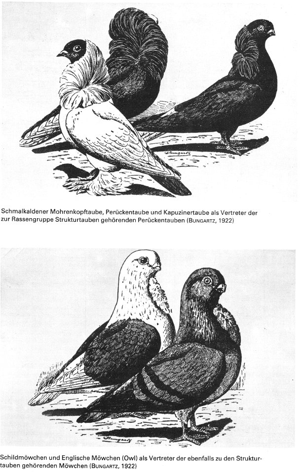 Die Taube, 1984, 0013