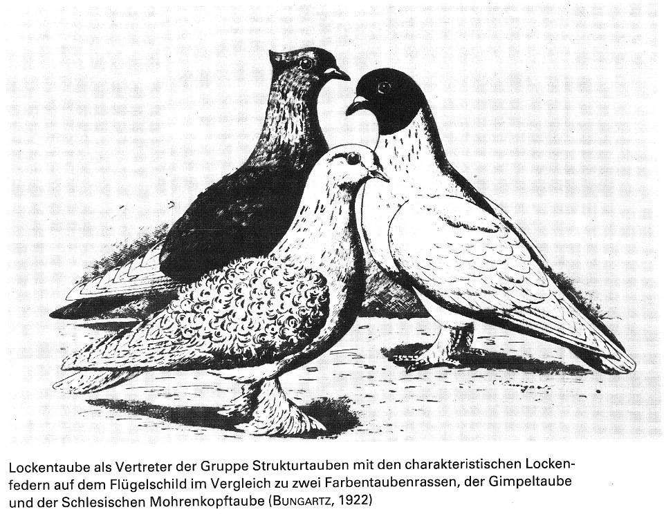 Die Taube, 1984, 0018