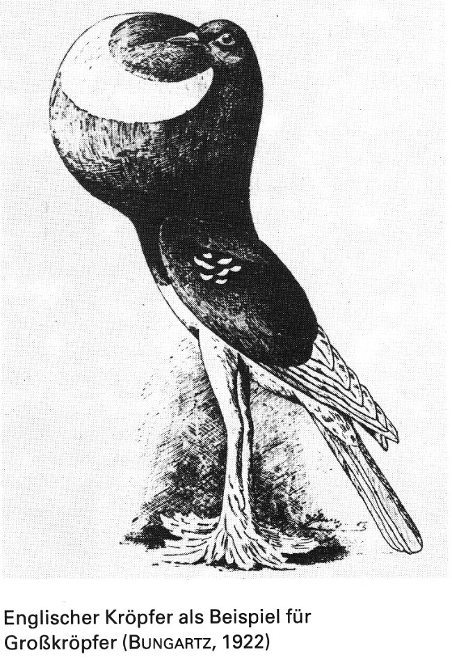 Die Taube, 1984, 0024