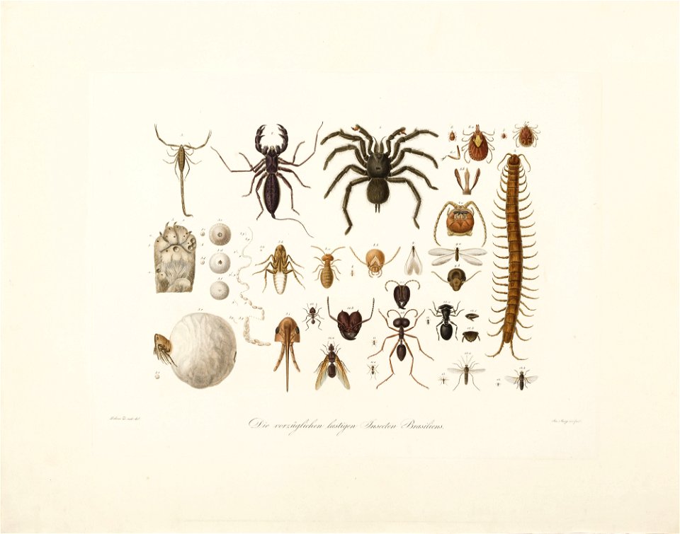 Die vorzüglichen laestigen Insecten Brasiliens, da Coleção Brasiliana Iconográfica