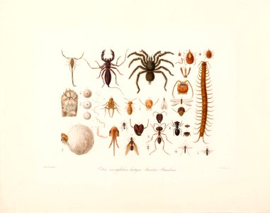 Die vorzüglichen laestigen Insecten Brasiliens, da Coleção Brasiliana Iconográfica