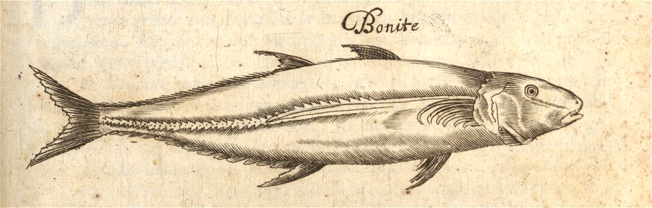 De Bonite - BNA-DIG-KOSTBARE-0427-035 c