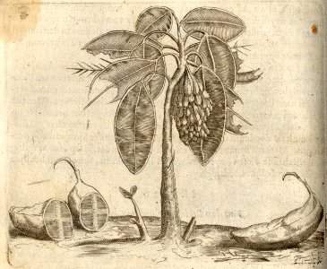 De Bananie-boom - BNA-DIG-KOSTBARE-0427-022