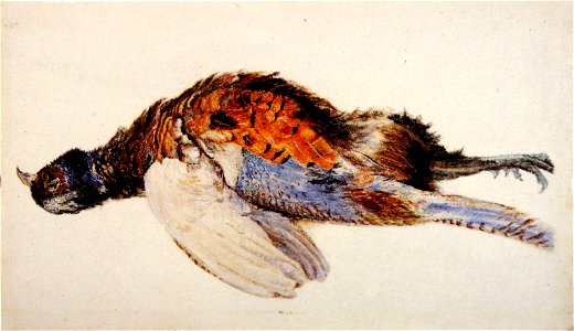 Dead Pheasant Ruskin