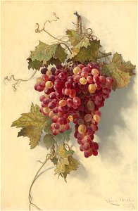 Edwin Deakin - Grapes Against White Wall - 2004.165.4 - National Gallery of Art