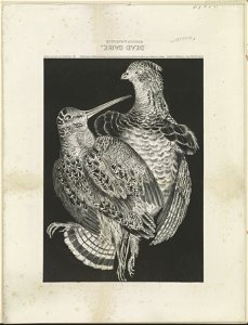 Dead game- Woodcock & Partridge LCCN91792436