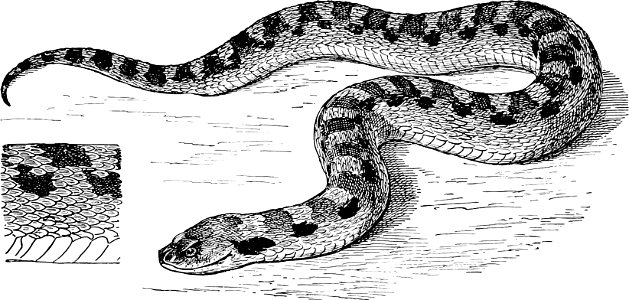 Deaf Adder-TSF 0023. Free illustration for personal and commercial use.