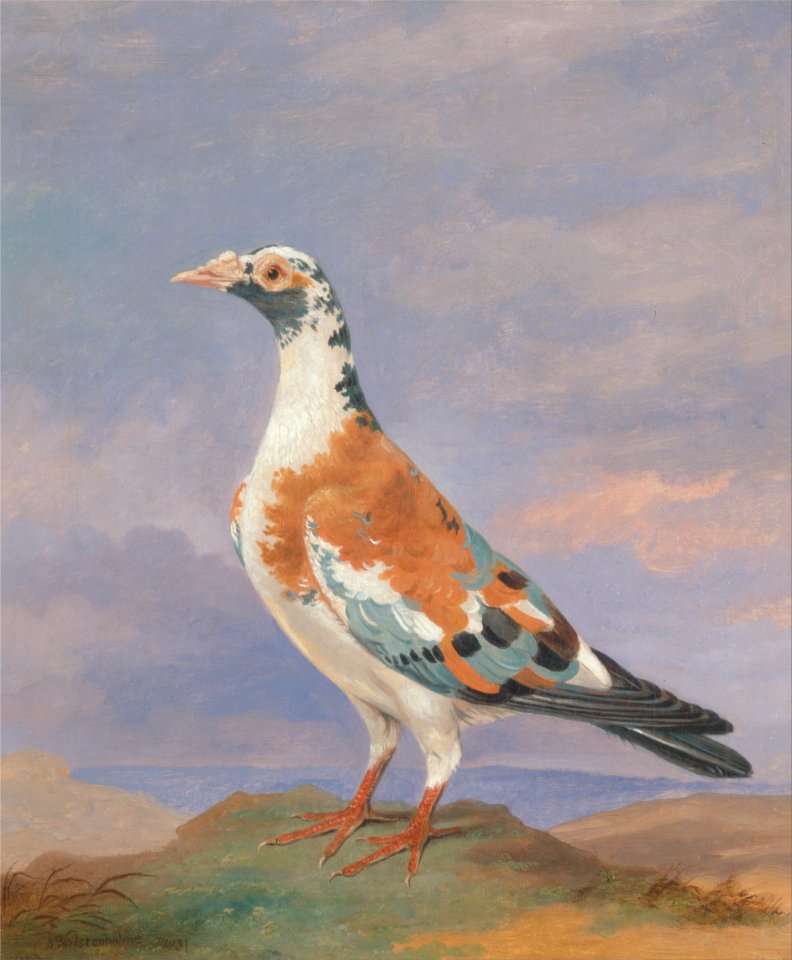 Dean Wolstenholme - Studies of carrier pigeon - Google Art Project