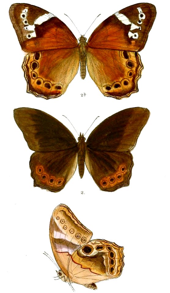 DebisChandica 79 2