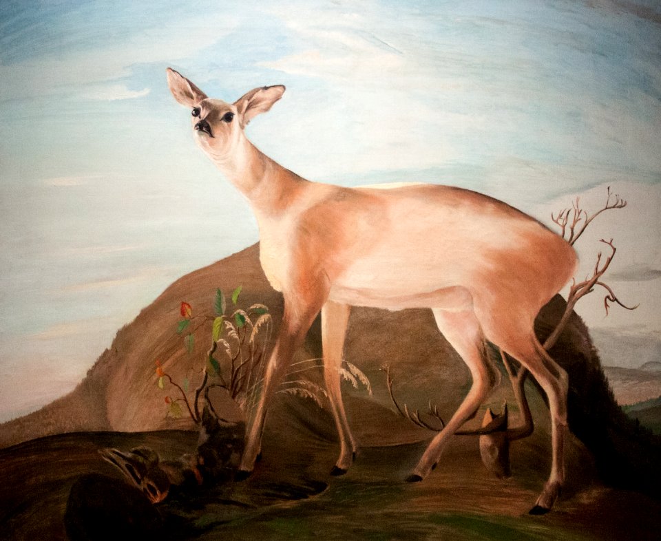 Deer, 1893