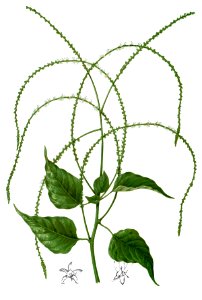 Deeringia amaranthoides Blanco2.236-cropped