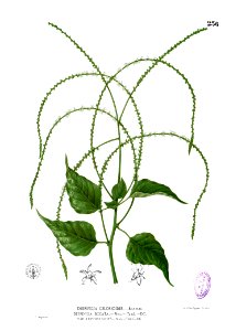 Deeringia amaranthoides Blanco2.236