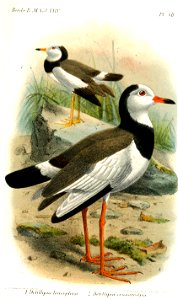 DefillipiaKeulemans