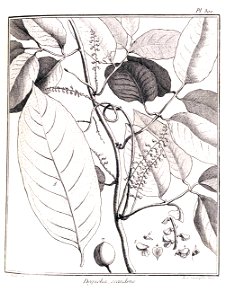 Deguelia scandens (Lonchocarpus scandens - Fabaceae) Pl. 300 Aublet (1775)