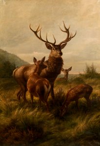 Carl Friedrich Deiker - Zwölfender mit Hirschkühen