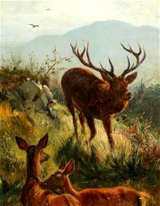 Carl Friedrich Deiker Hirsch und Hirschkühe am Hügel