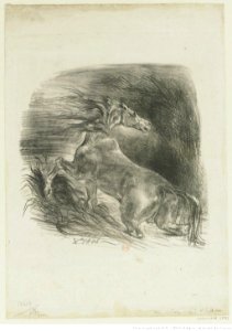 Delacroix - Cheval sauvage, btv1b10461696n