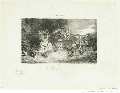 Delacroix - Jeune Tigre jouant avec sa mère, btv1b10461845w
