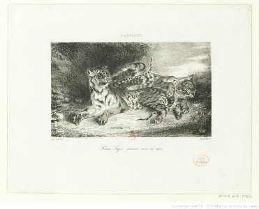Delacroix - Jeune Tigre jouant avec sa mère, btv1b10029809f