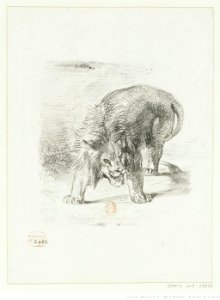 Delacroix - Lion debout, btv1b100298118