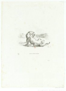 Delacroix - Tigre qui se lèche, 2e état, btv1b10029866k