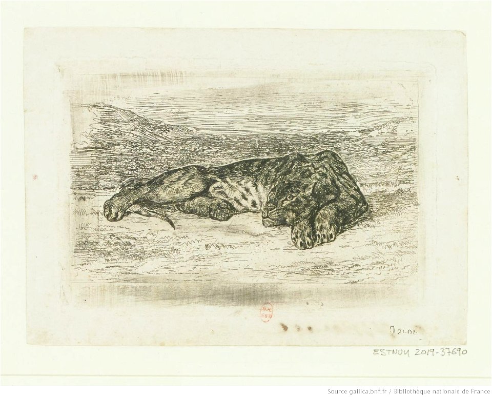 Delacroix - Tigre couché dans le désert, btv1b10029661k