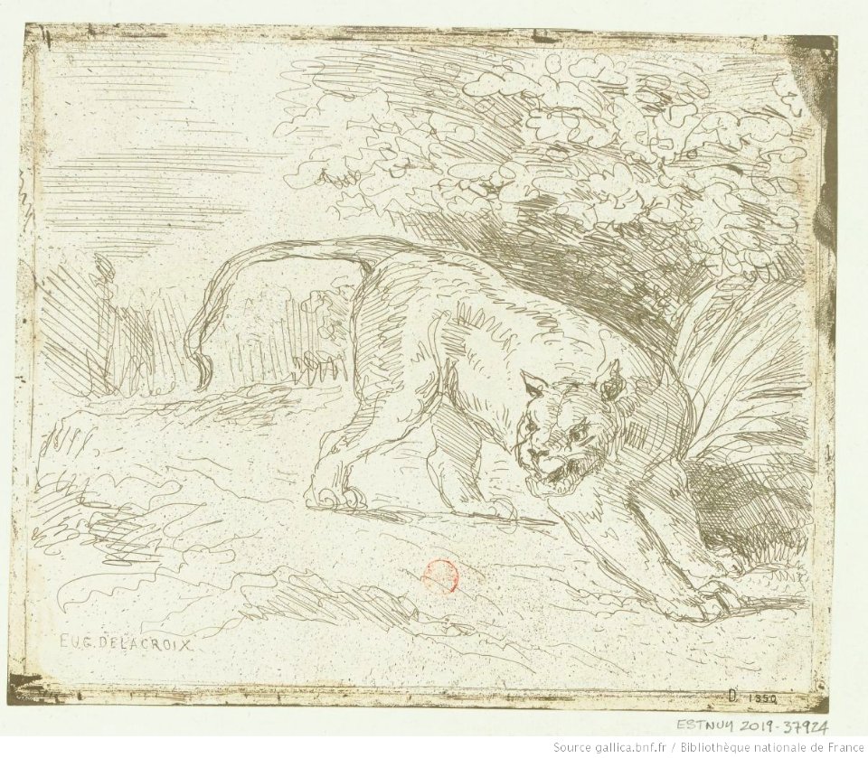 Delacroix - Tigre en arrêt, 2e état, btv1b10029868g