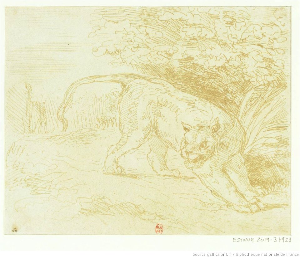 Delacroix - Tigre en arrêt, 1er état, btv1b100298671