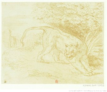 Delacroix - Tigre en arrêt, 1er état, btv1b100298671
