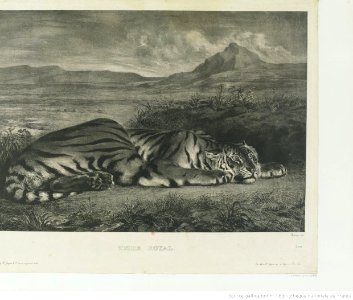 Delacroix - Tigre Royal, btv1b10461849p