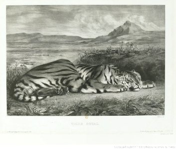 Delacroix - Tigre Royal, btv1b10461599m