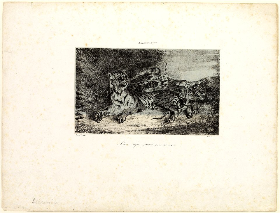 Delacroix - Young Tiger Playing with its Mother, 1927.2691