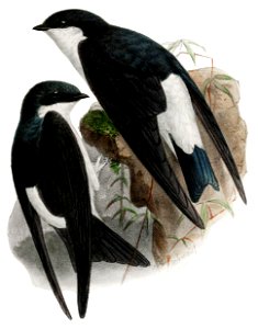 DelichonIbis-crop