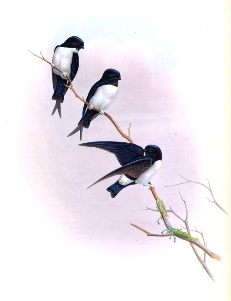 DelichonNipalensisGould