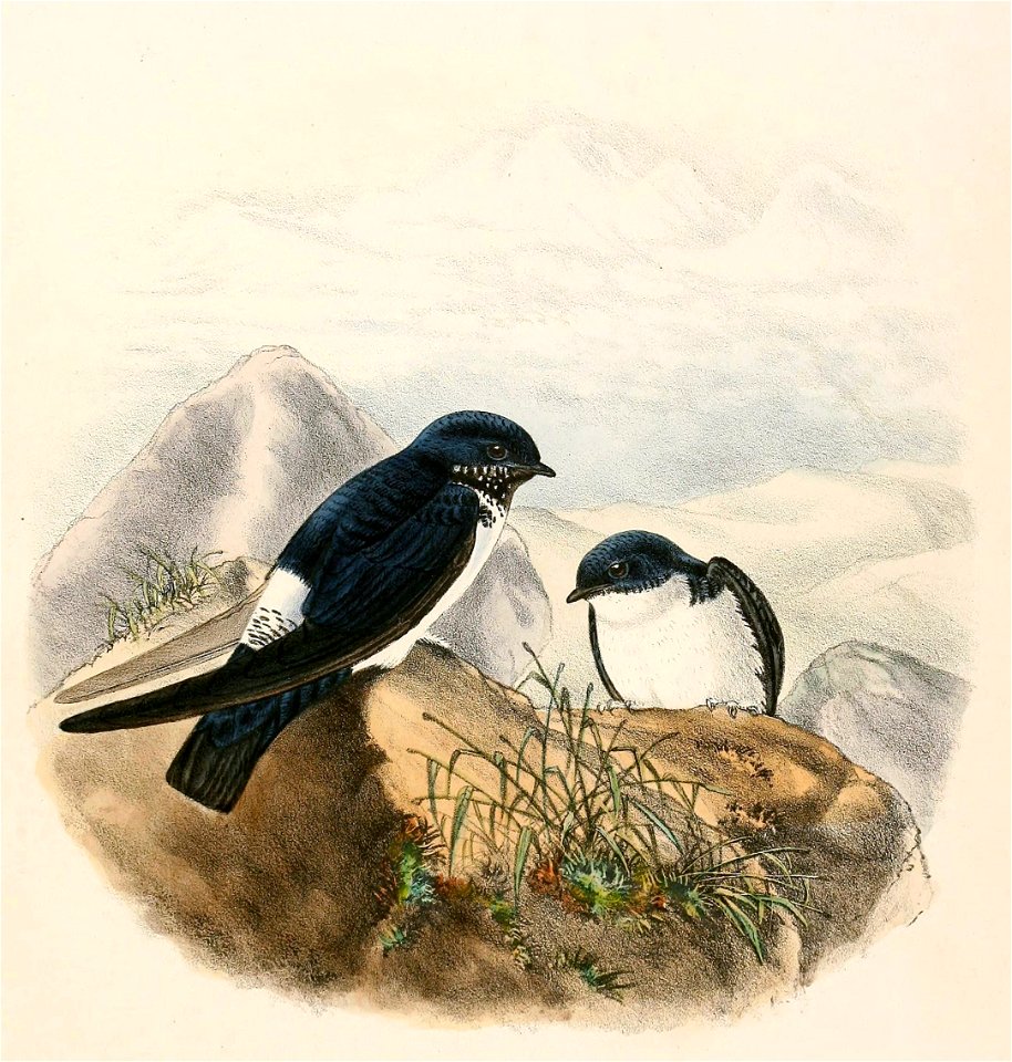 Delichon nipalense 1894