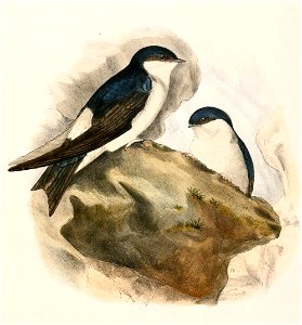 Delichon dasypus cashmeriense 1894