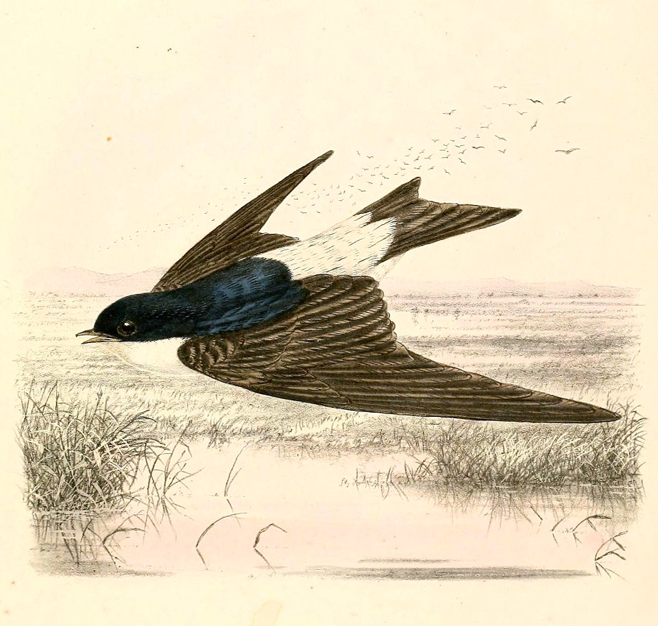 Delichon urbicum lagopodum 1894