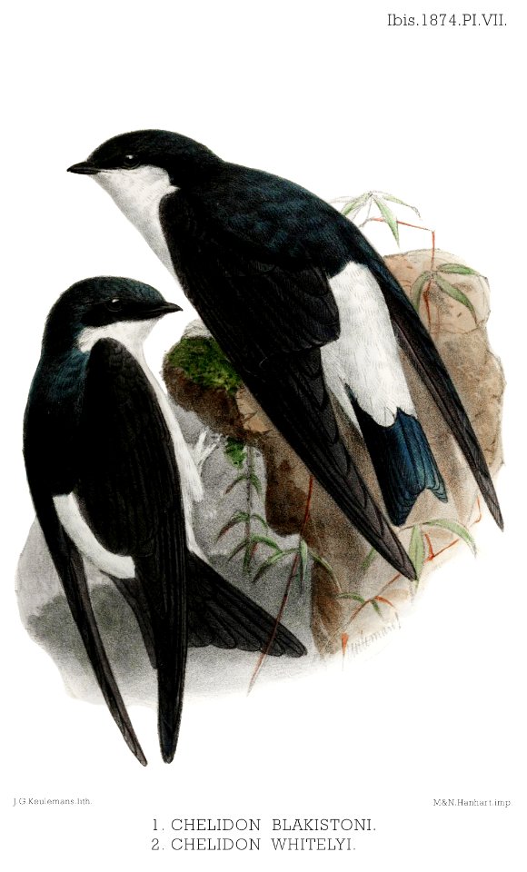 DelichonIbis