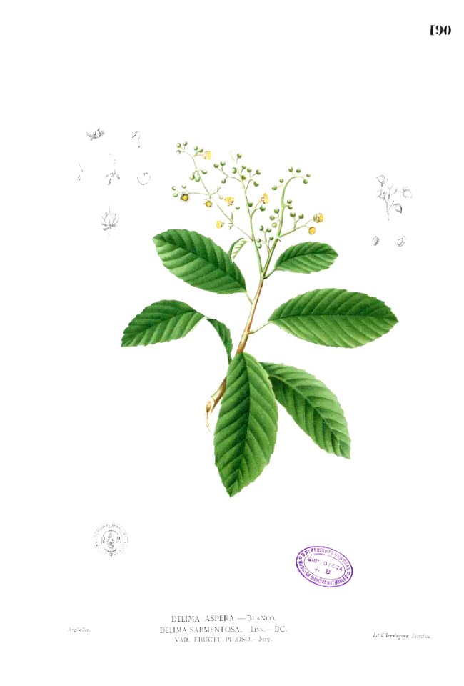 Delima sarmentosa Blanco1.190