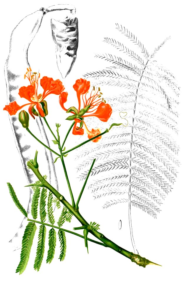 Delonix regia Blanco2.451-cropped