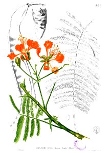 Delonix regia Blanco2.451