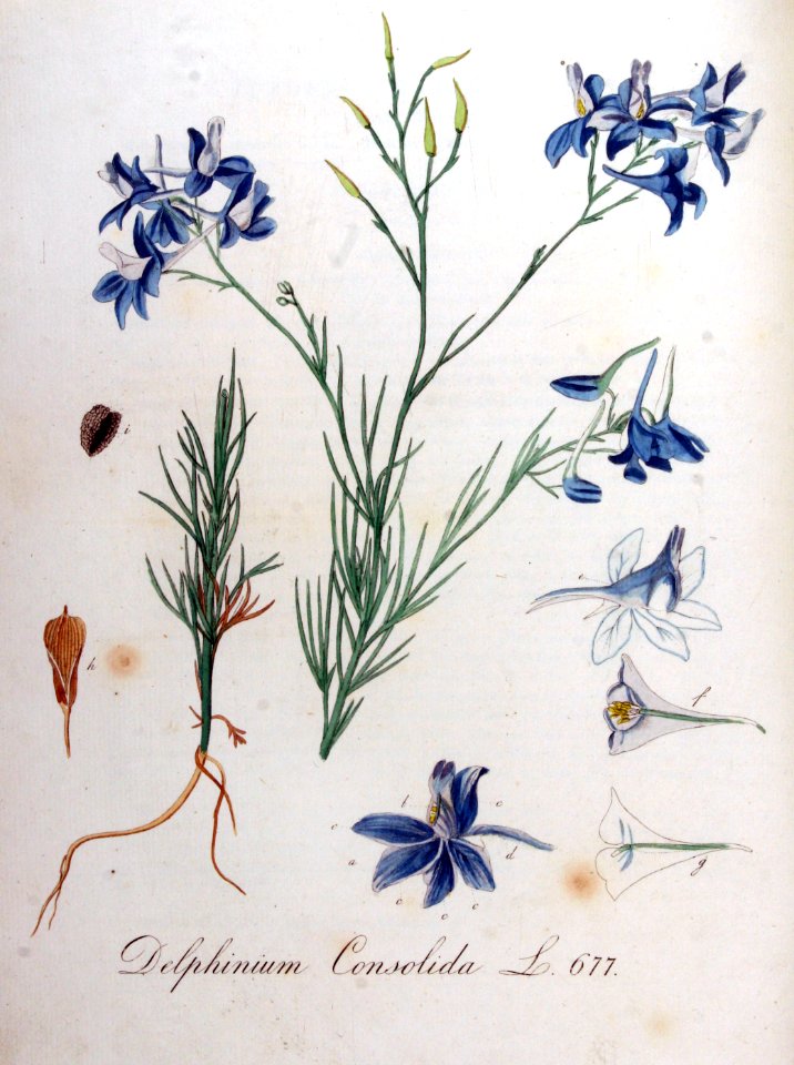 Delphinium consolida — Flora Batava — Volume v9
