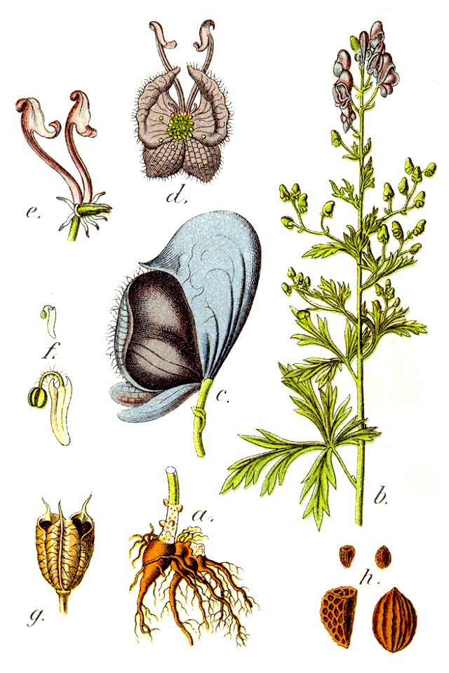 Delphinium napellus Sturm38
