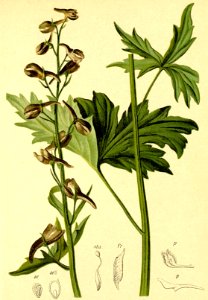 Delphinium elatum Atlas Alpenflora. Free illustration for personal and commercial use.