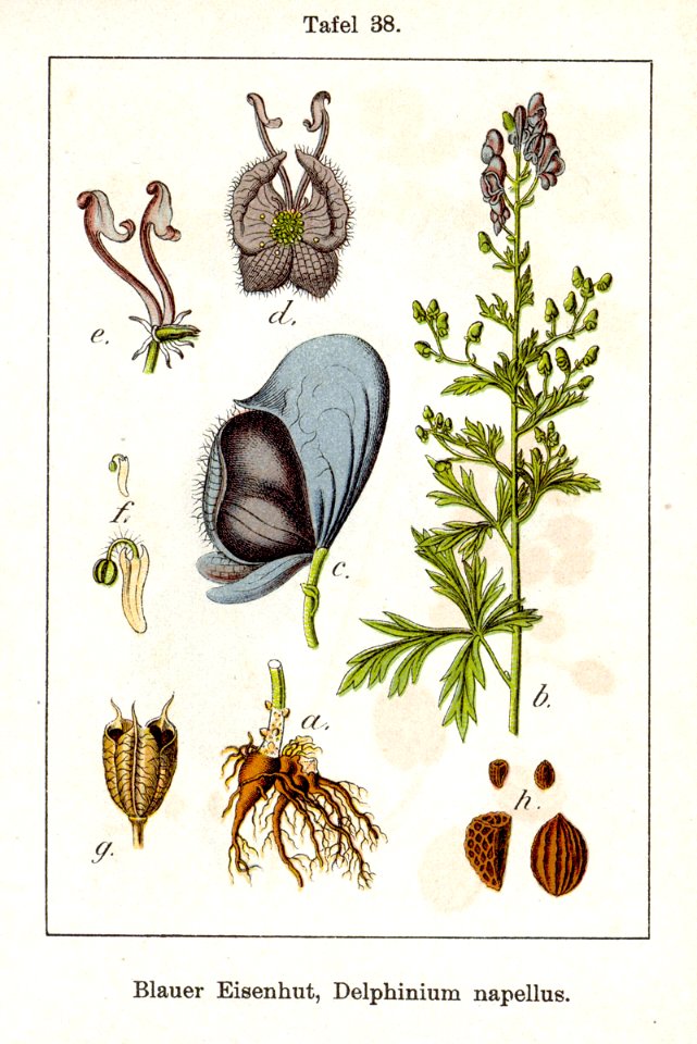 Delphinium napellus Sturm38 original