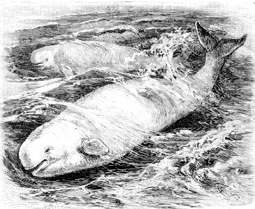 Delphinapterus leucas1